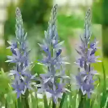 Blue Candle